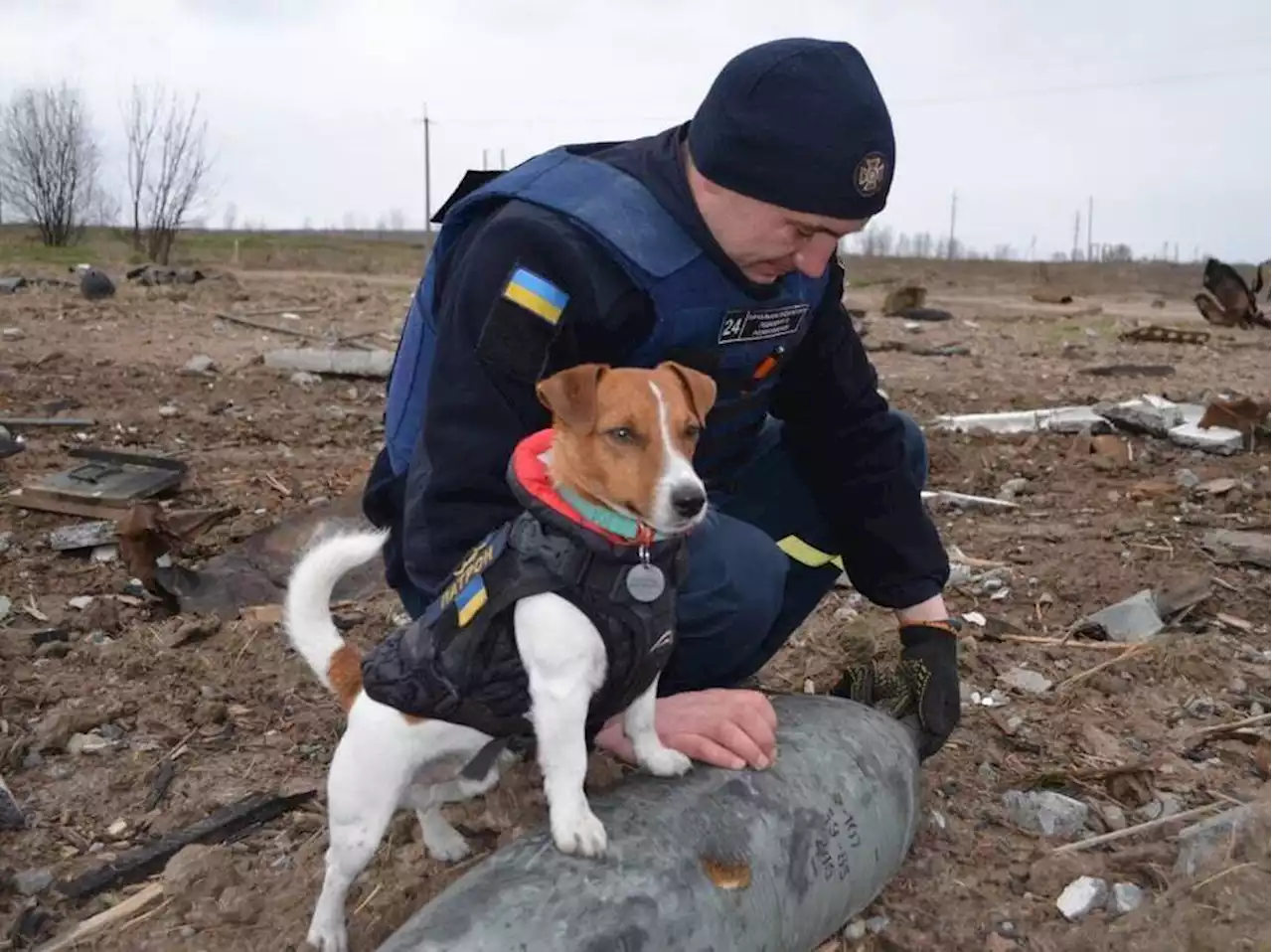 Meet Patron, a bomb-sniffing Jack Russell terrier who has become a Ukrainian hero