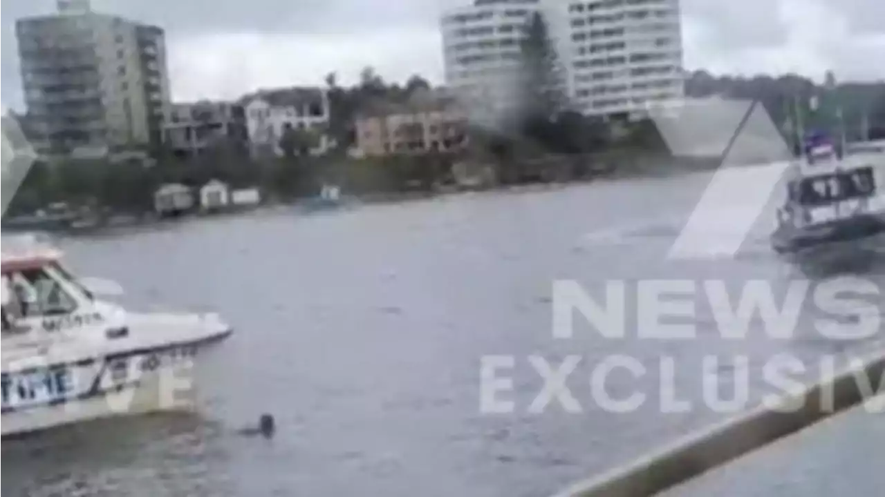 Man in custody after jumping from ferry into Sydney Harbour