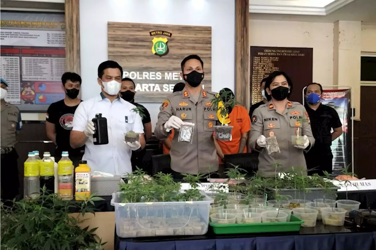 Polrestro Jaksel bongkar praktek 'budidaya' ganja di apartemen Bekasi