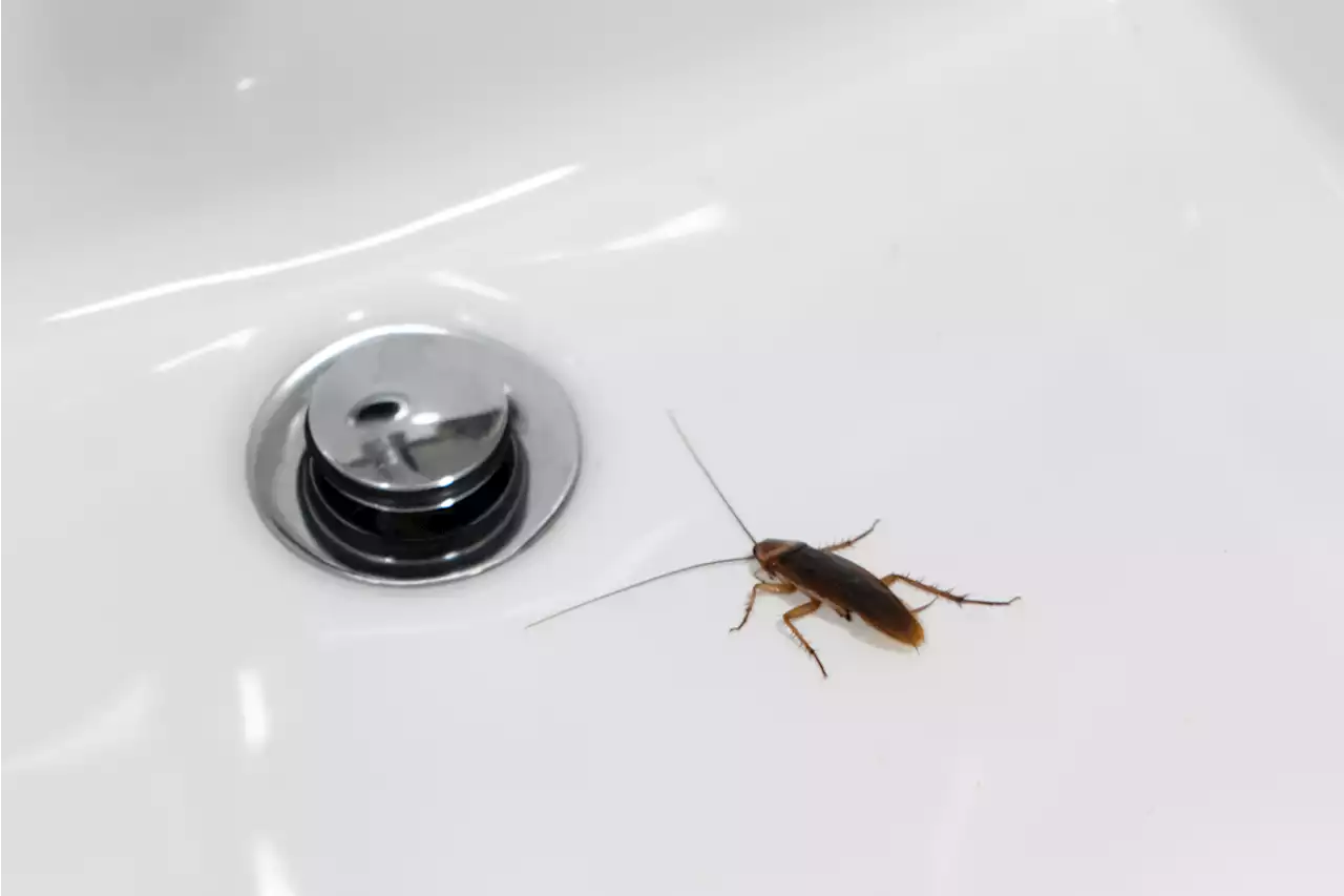 Damp Mats and Towels in Your Bathroom May Attract Roaches — Best Life