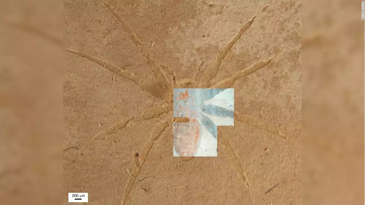 Secret of how rare spider fossils formed has been unlocked by scientists