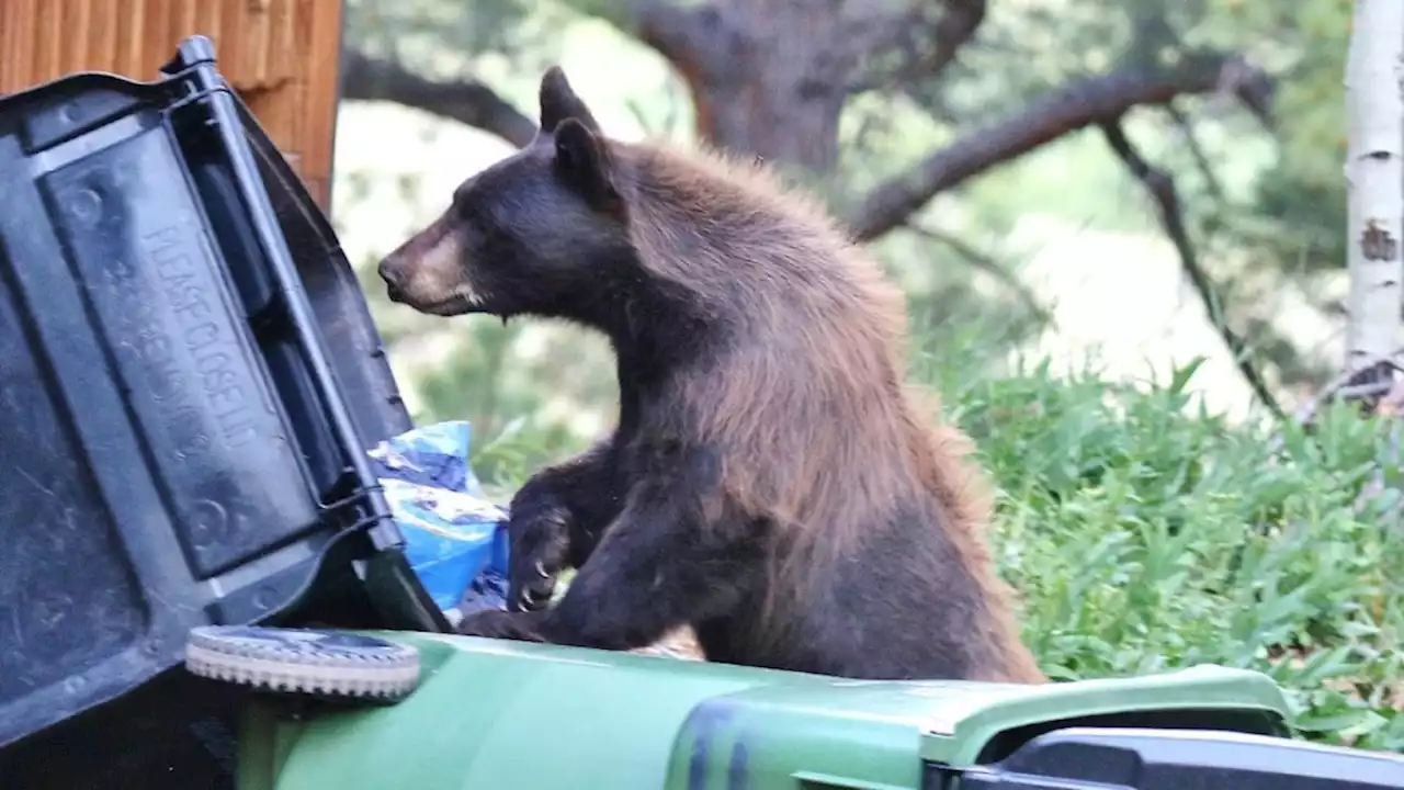 Colorado’s bears are coming out of hibernation. Time to put those bird feeders away, wildlife officials say.