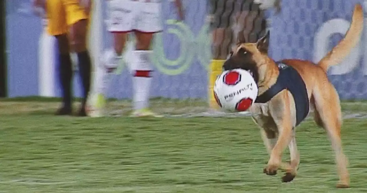 Video: un perro policía se robó la pelota de una final en Brasil