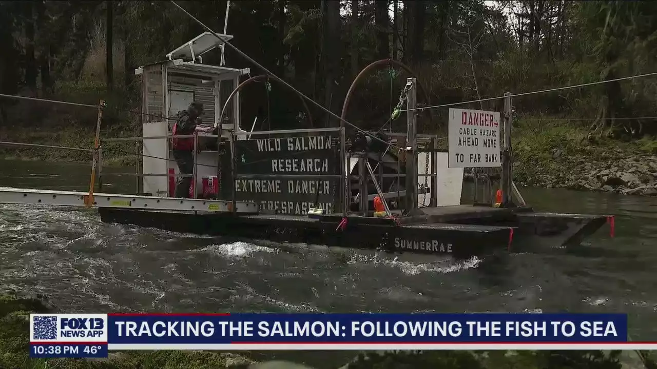 Scientists working to uncover mystery of disappearing salmon population in Pacific Northwest