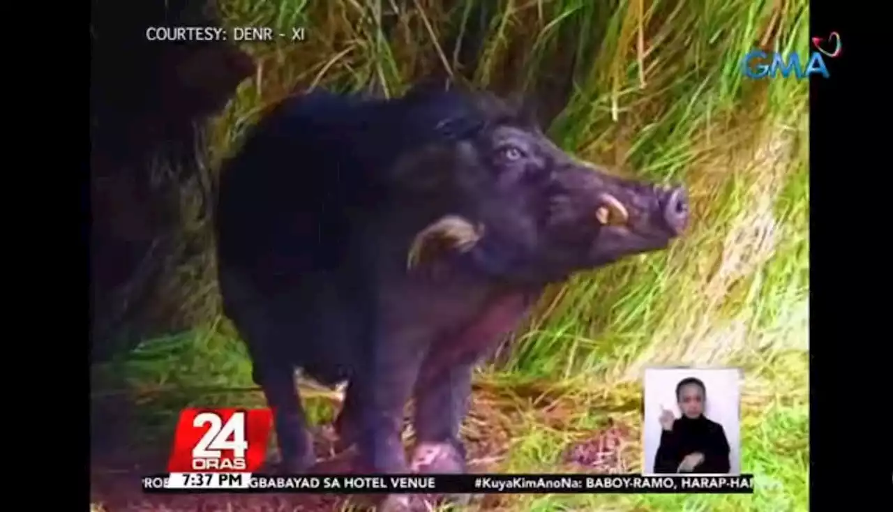 Elusive Philippine warty pig spotted on Mt. Apo