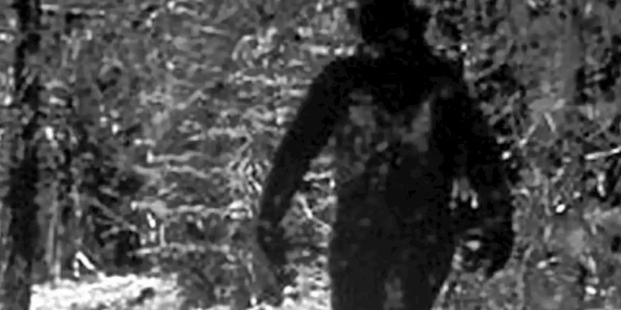 [HOAKS] Foto Penampakan Bigfoot di Purwokerto, Jawa Tengah