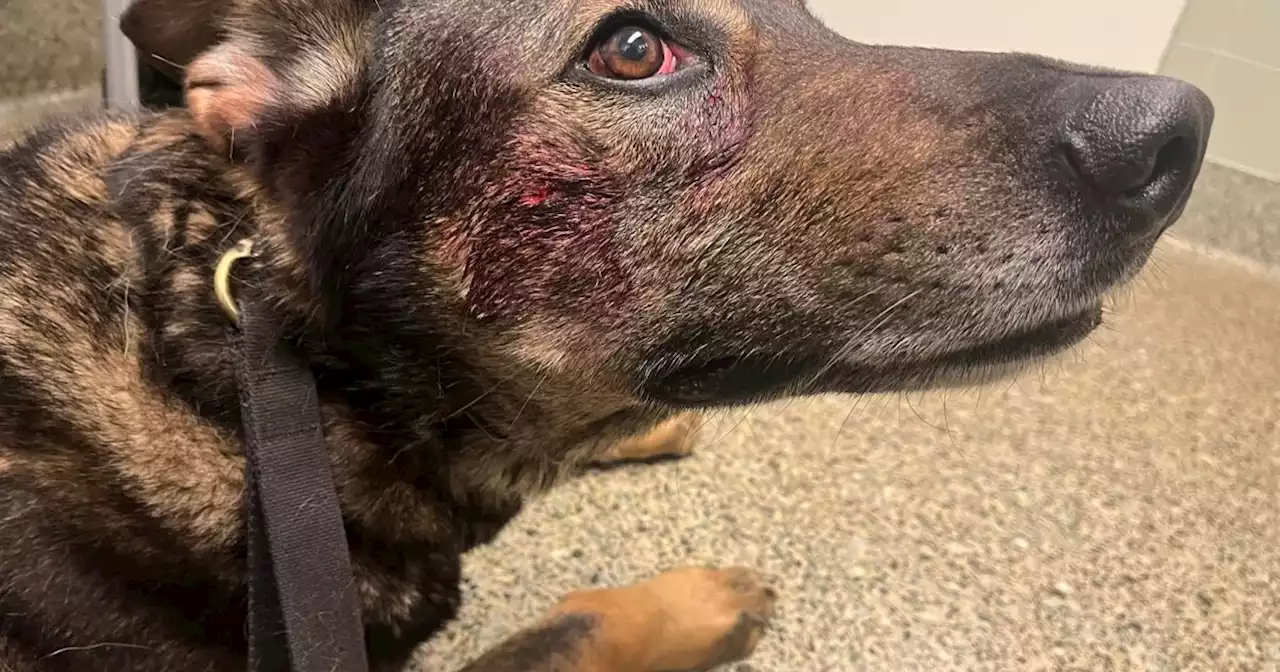 Northern California man arrested after biting, stabbing police dog, authorities say