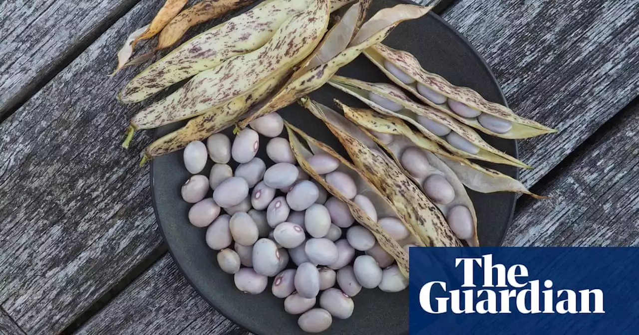 Why grow beans at home? It’s easy, they’re great for your health and good for the planet