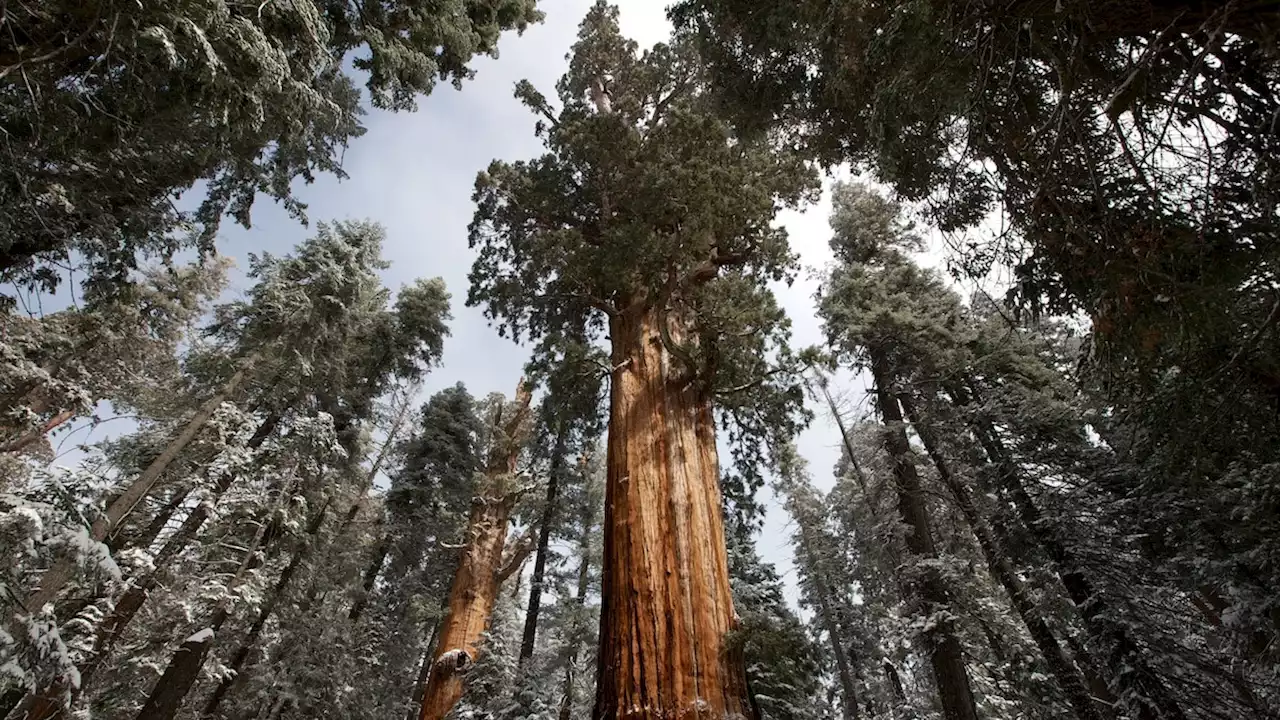 Why old-growth forests matter