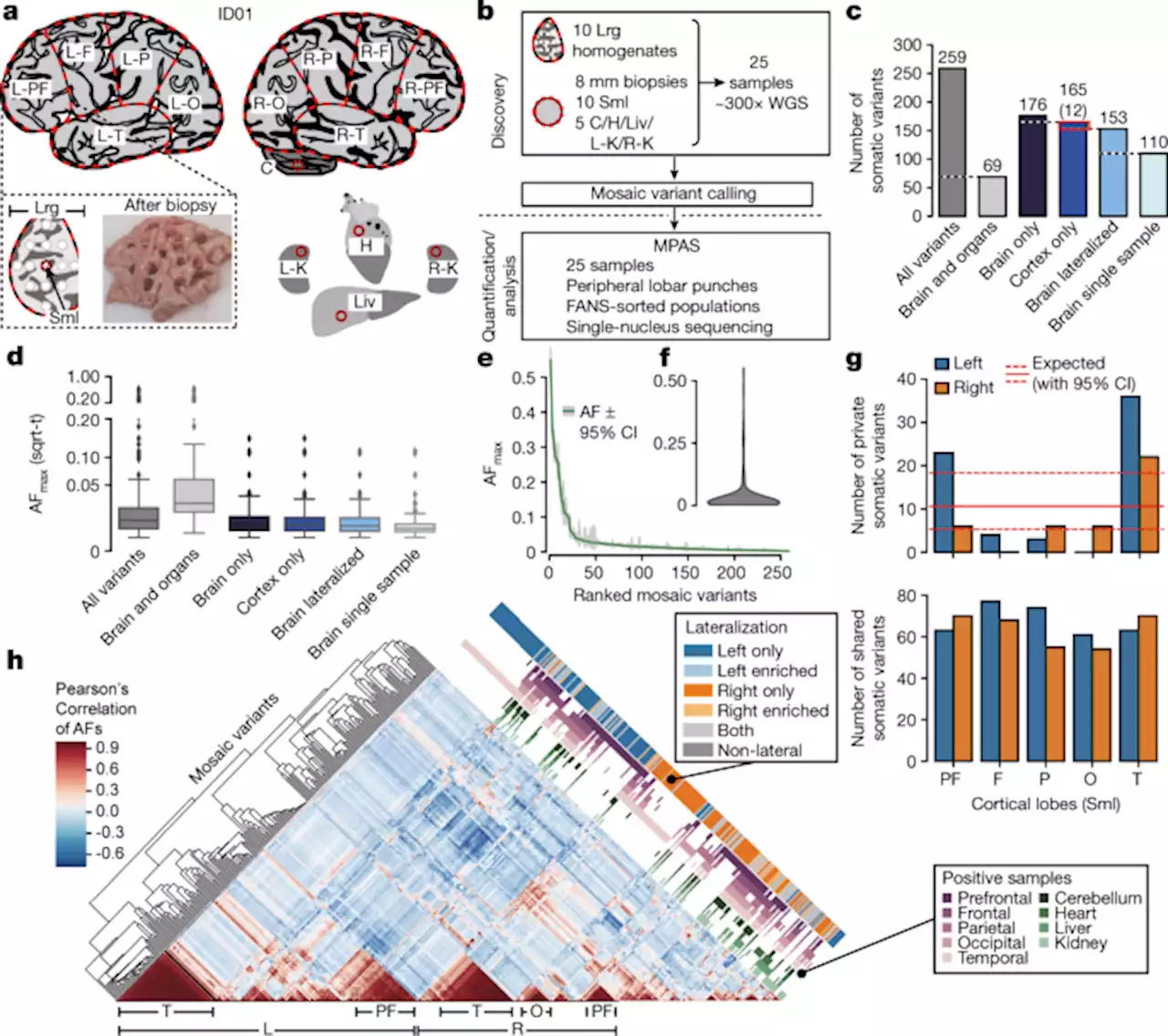 Somatic mosaicism reveals clonal distributions of neocortical development - Nature