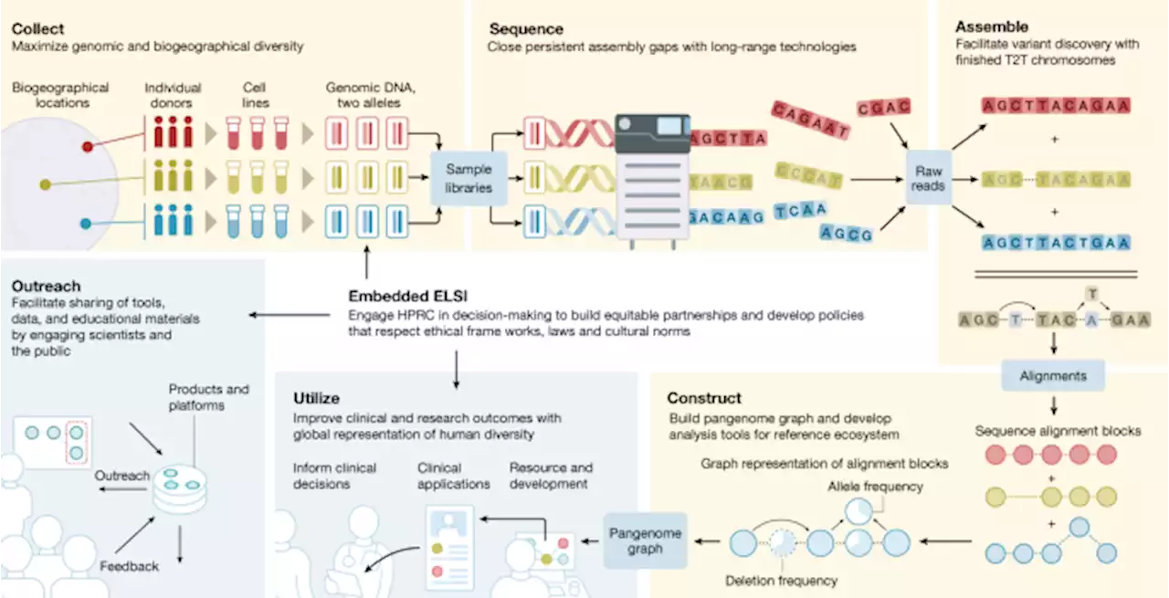 The Human Pangenome Project: a global resource to map genomic diversity - Nature