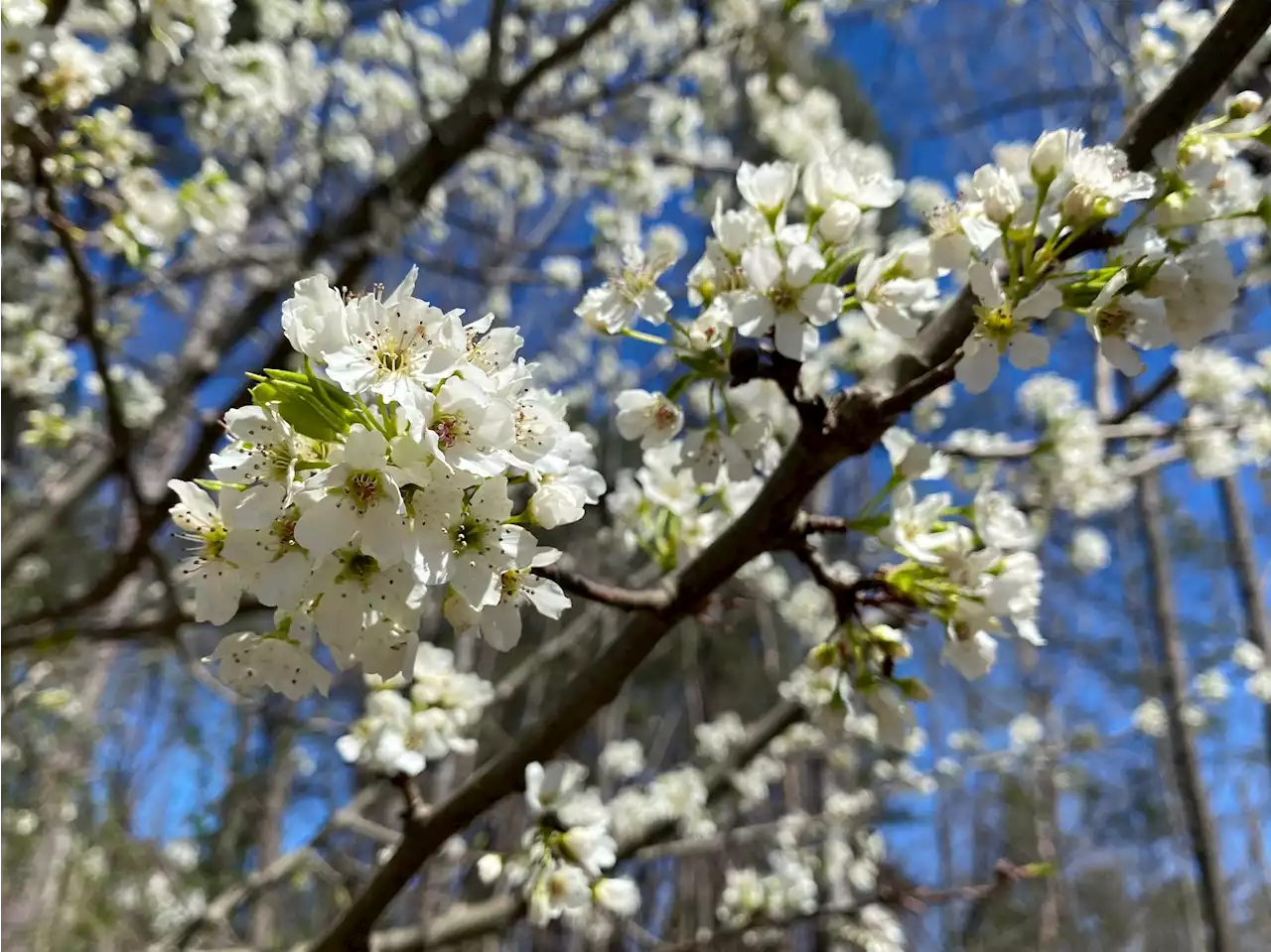 Callery Pears: an Invader ‘Worse Than Murder Hornets' Spreads to 30 States