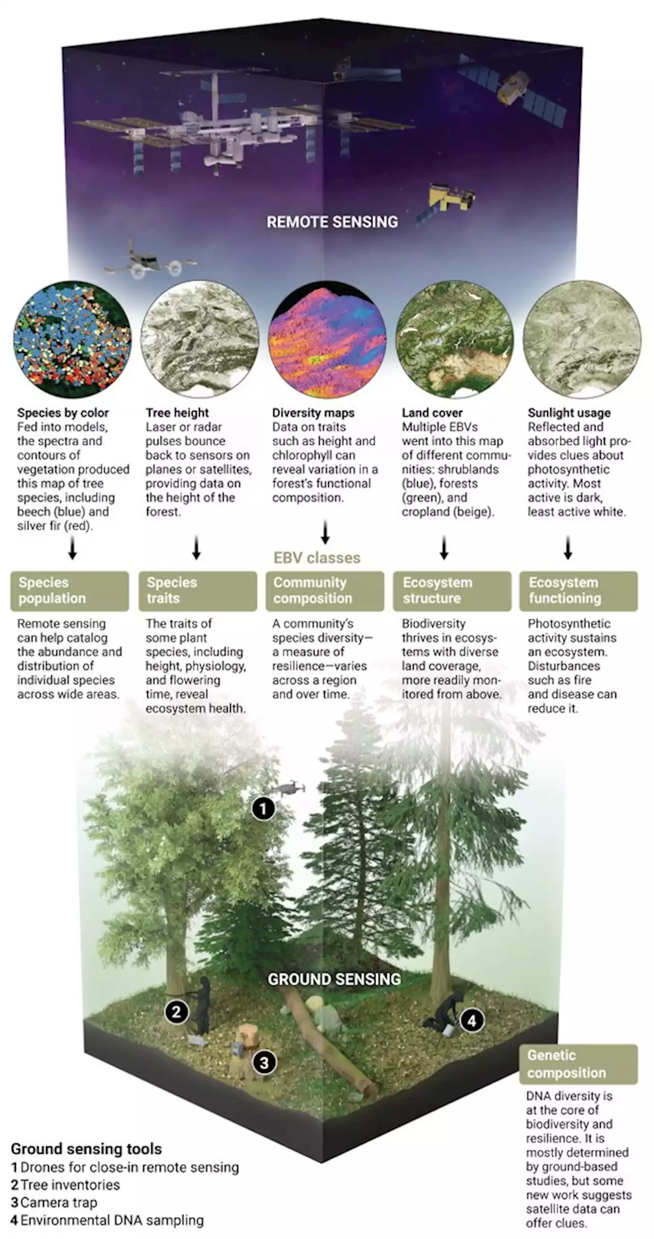 Satellites offer new ways to study ecosystems—and maybe even save them