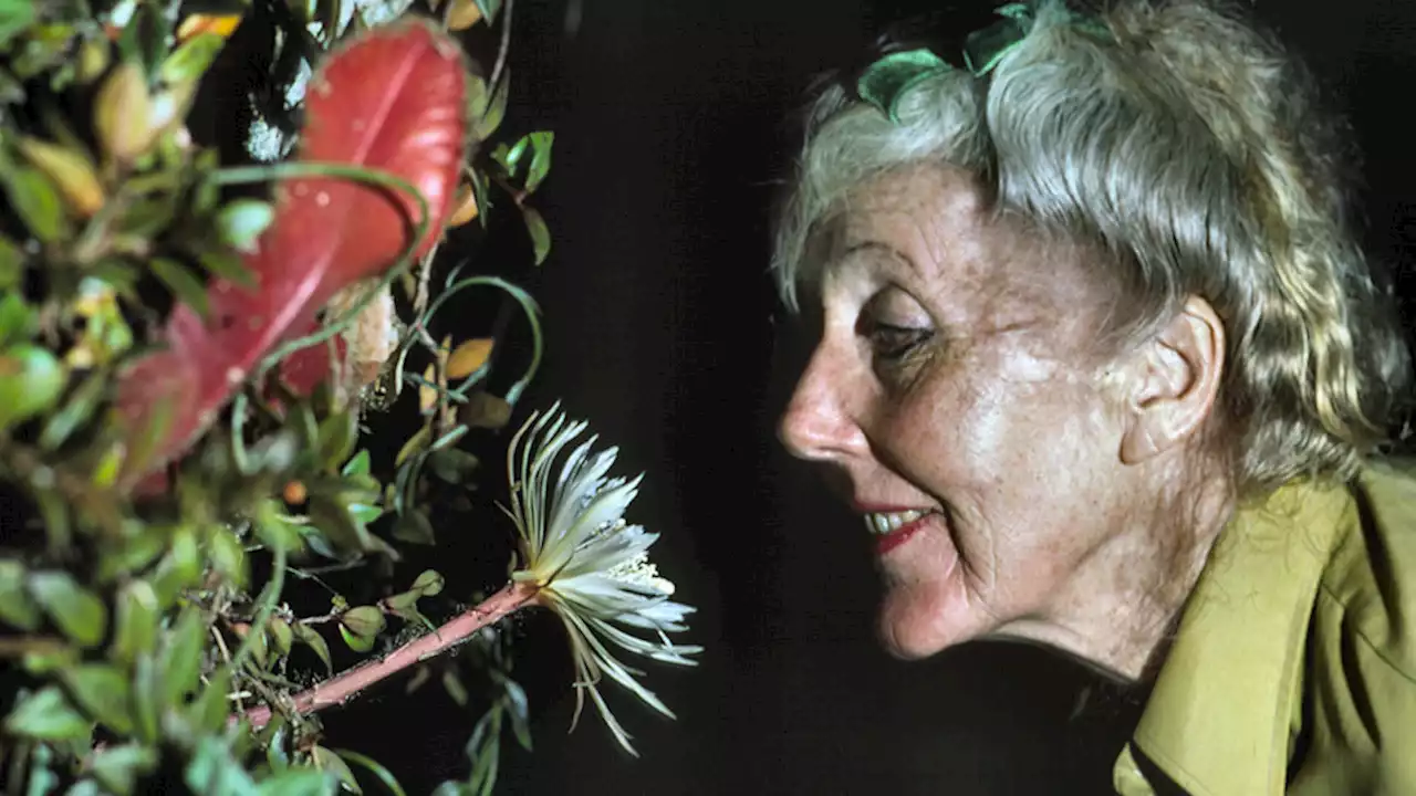 La artista botánica Margaret Mee (1909-1988), la primera en declararse ecologista y defensora del Amazonas | RESCATES