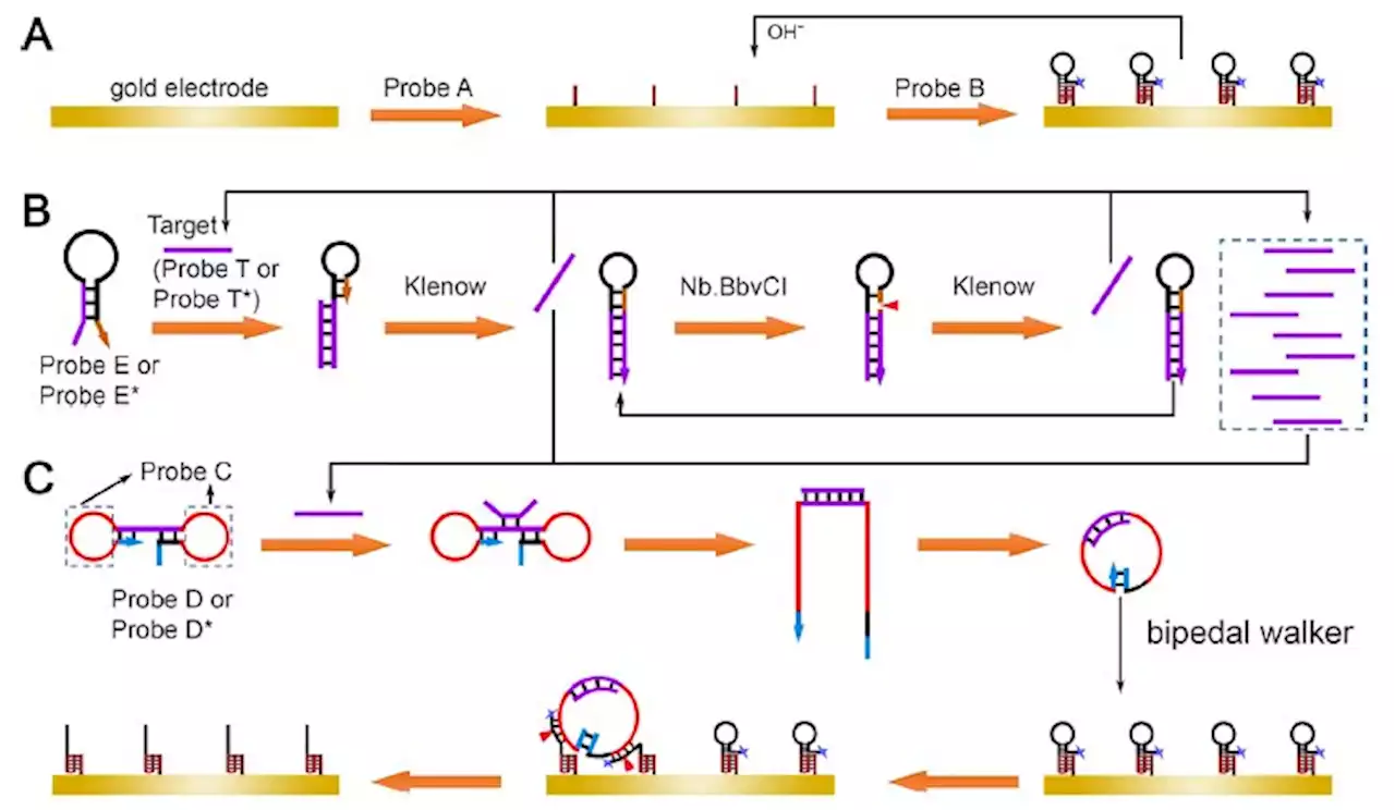 Scientists develop novel circulating tumor DNA biosensor