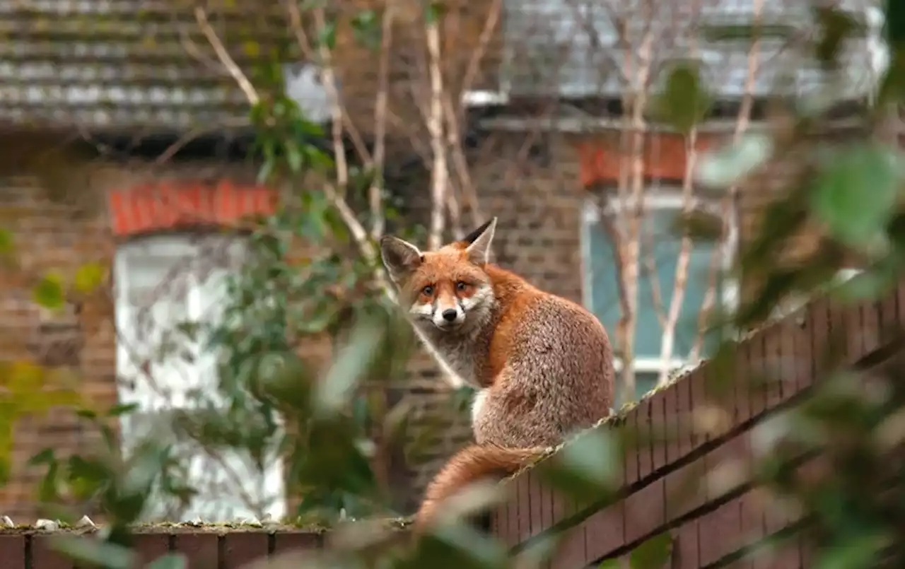 Cities Build Better Biologists