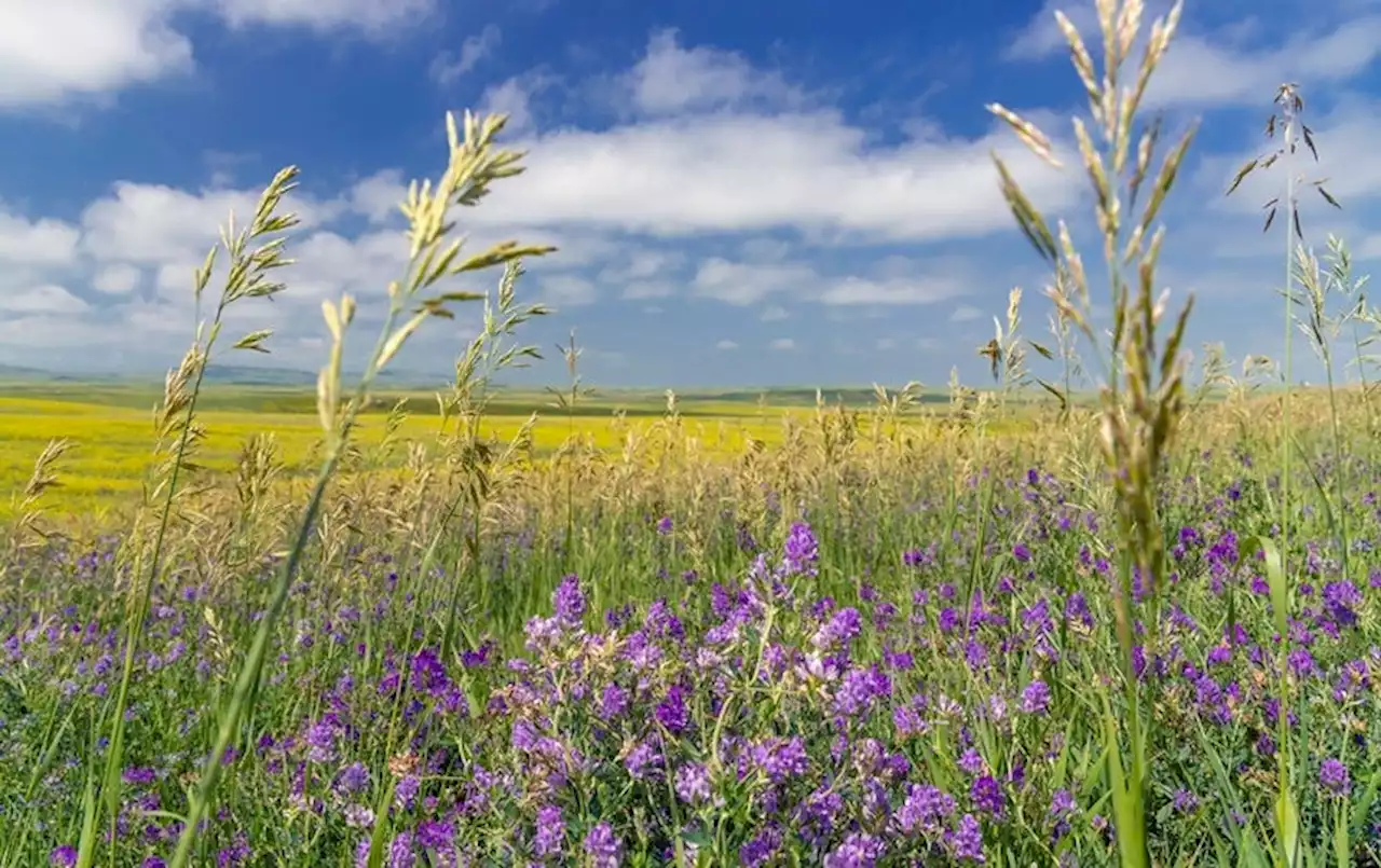 How Conserving 30 Percent of U.S. Land by 2030 Could Work