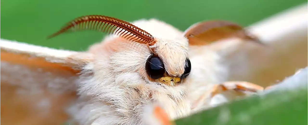 The Two Drivers of Massive Insect Population Die-Off Have Finally Been Identified