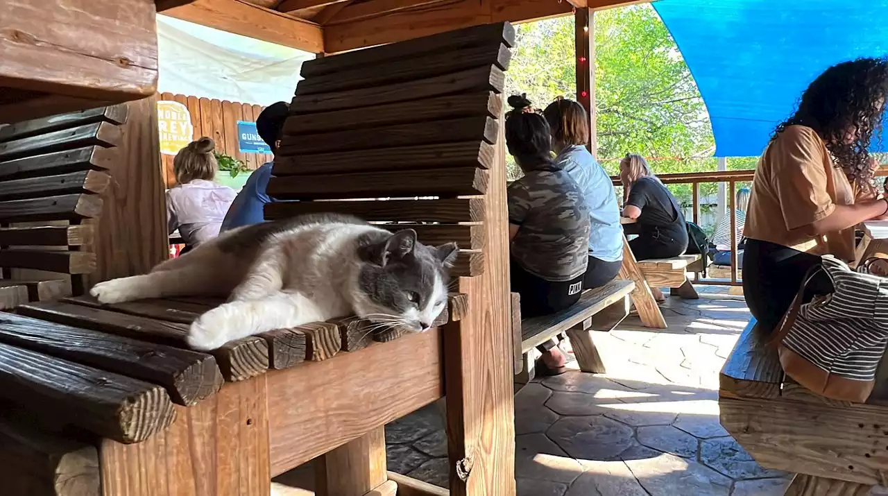 This Dallas 'catio' bar is moving, but the cats won't stray too far away