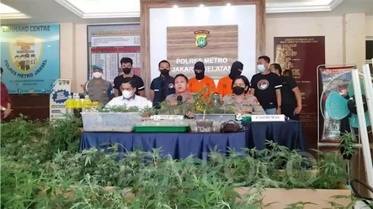 Polda Metro Jaya Sita 290 Pot Ganja dari Sebuah Apartemen di Kota Bekasi