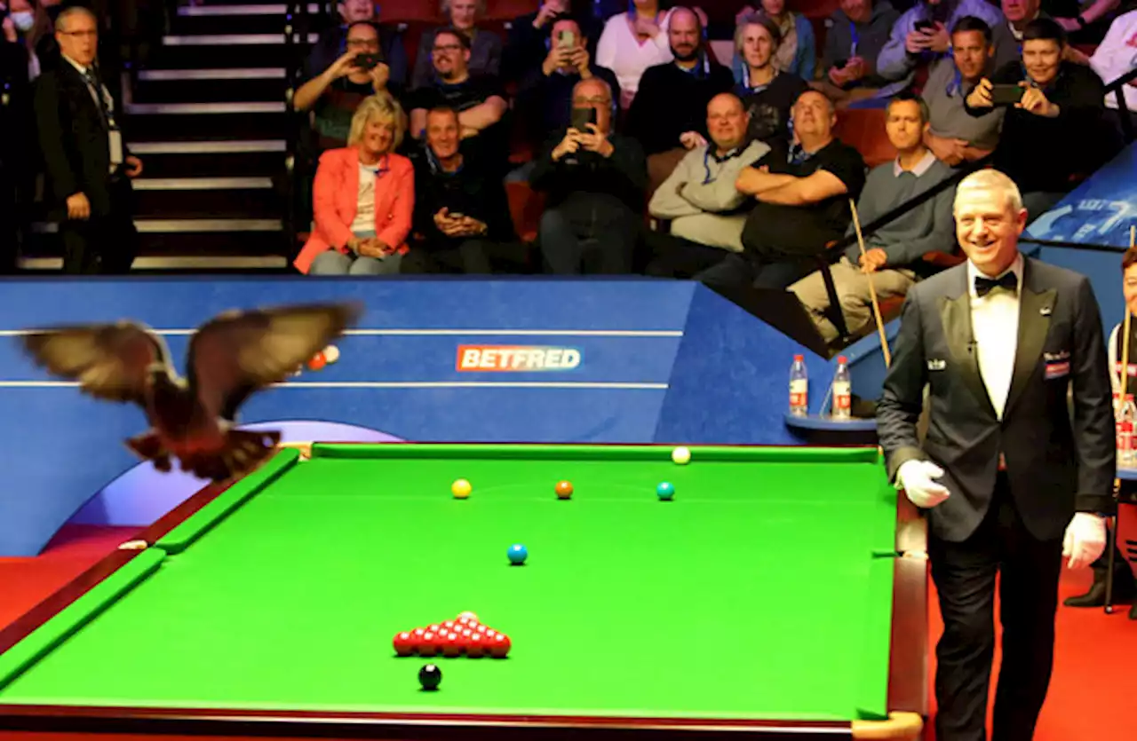 Pigeon interrupts World Championship as Mark Williams prevails