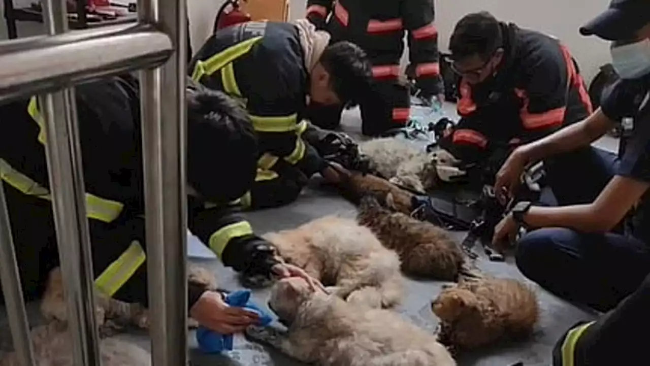 SCDF firefighters perform CPR on 14 cats after fire rescue in Fajar Road HDB block