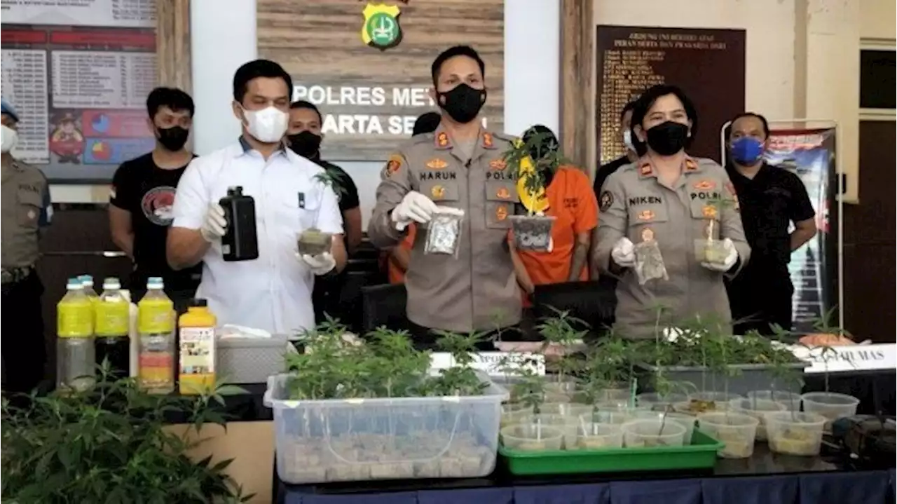 Penampakan 'Ladang' Ganja di Apartemen Bekasi