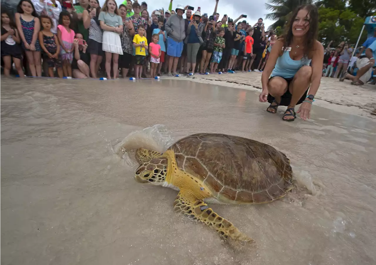 Healed sea turtle released to mark Earth Day in Florida Keys