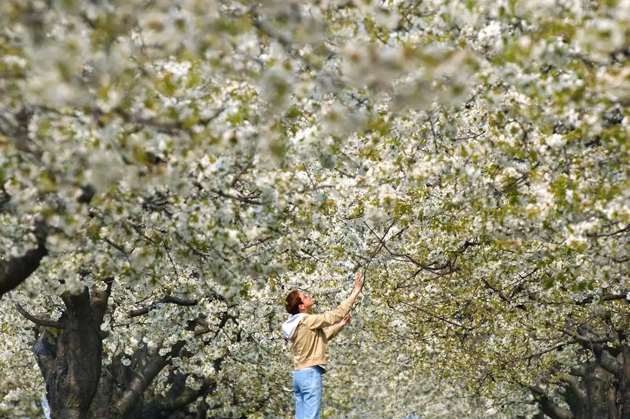 Das Hanami-Glück in Werder – Wo jetzt die Blütenmeere locken