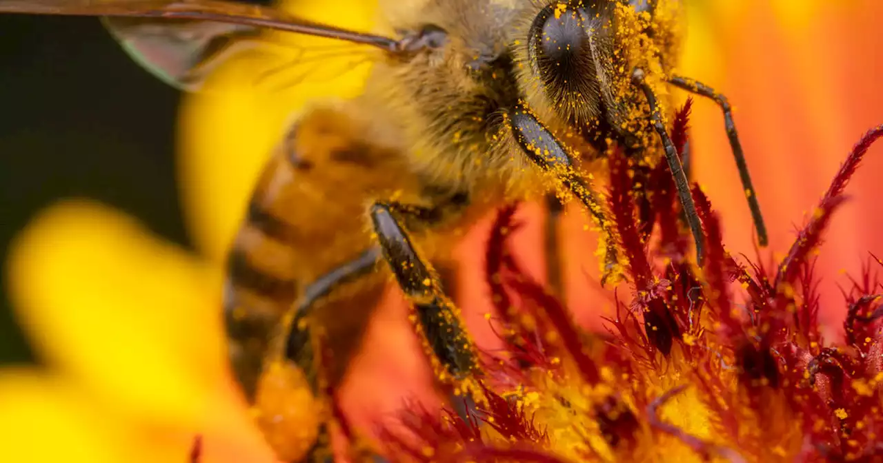 Earth Day challenge for gardeners: Don't poison bees