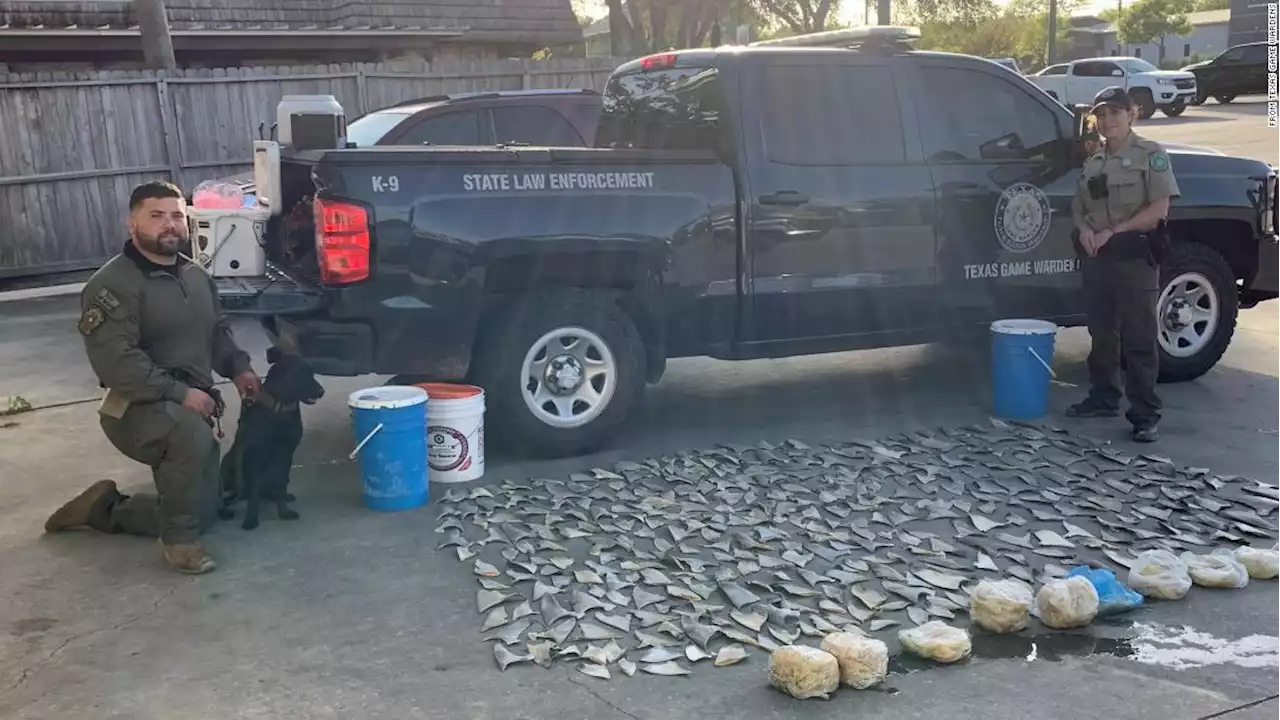 Game wardens find almost 400 illegal shark fins in Texas restaurant