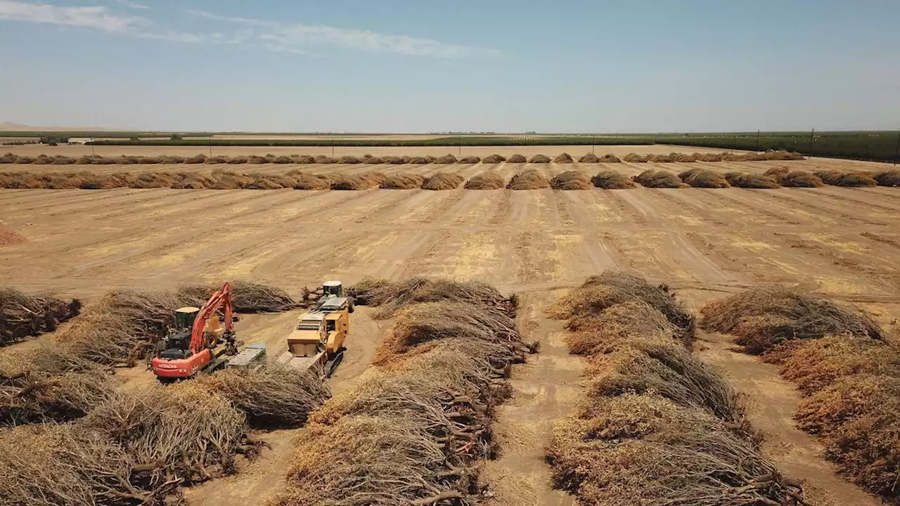 Dry Weather Forecast Calls For Higher Food Prices—And Billions In Farm Losses