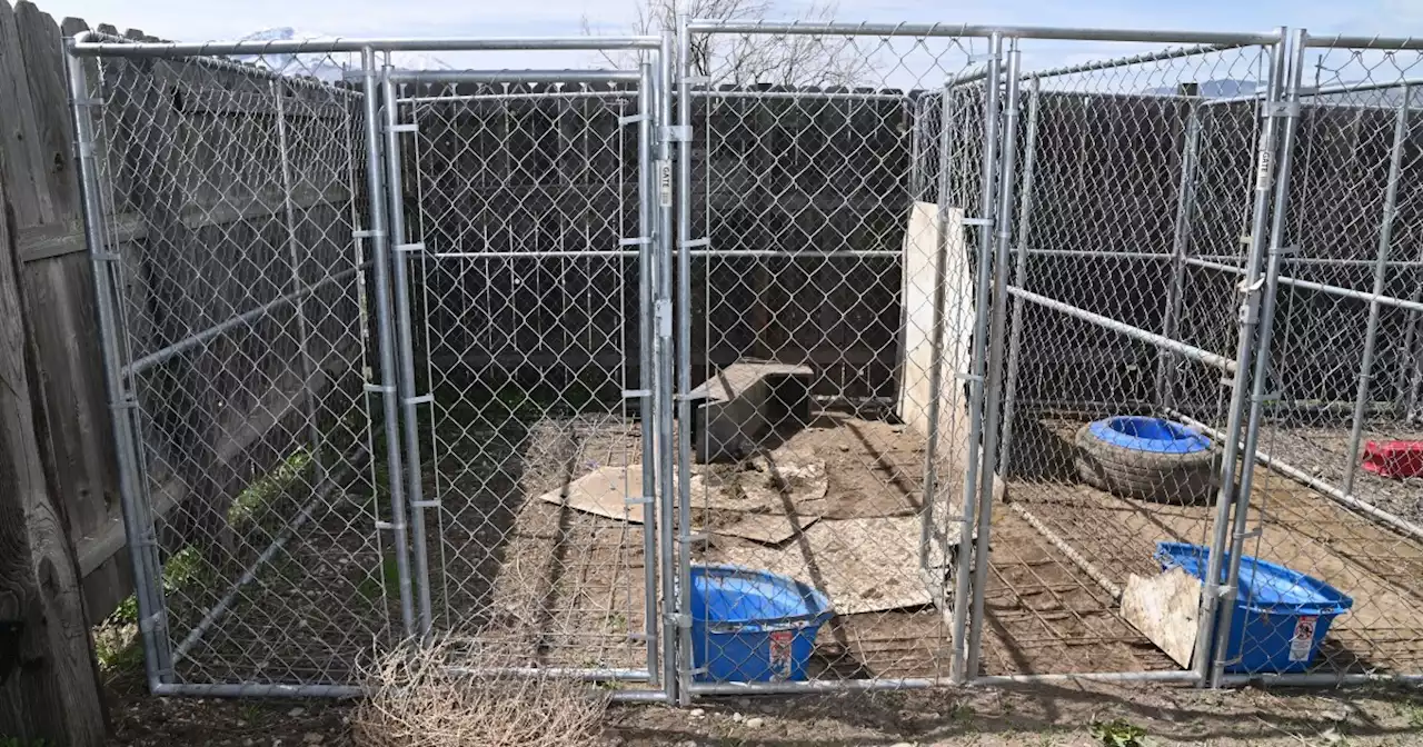 PHOTOS: Dogs found living in deplorable conditions in Utah County