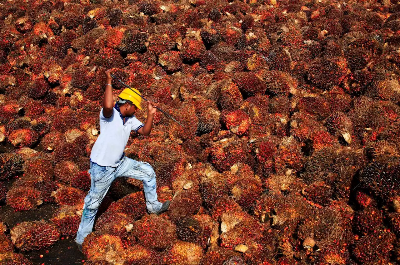 Indonesia's Indrawati says palm oil export ban will hurt other countries, but necessary