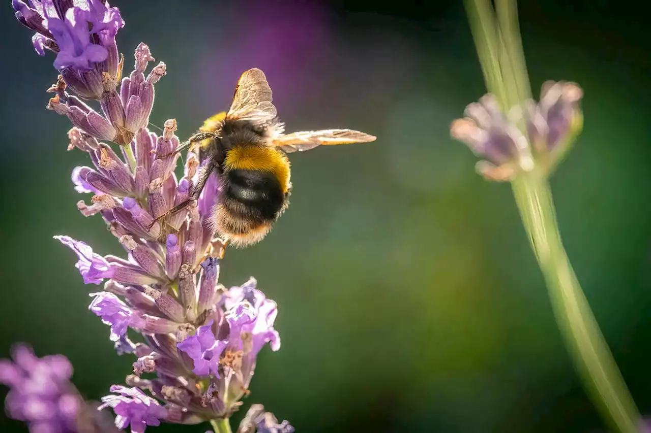 Small bees ‘better at surviving warmer conditions than big ones’