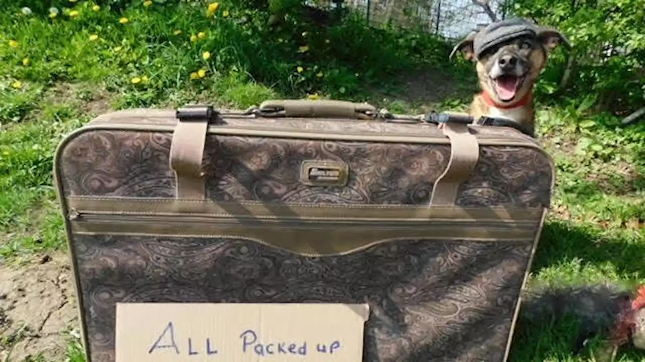 Rescue dog Dude has his bags packed but no one wants to take him home