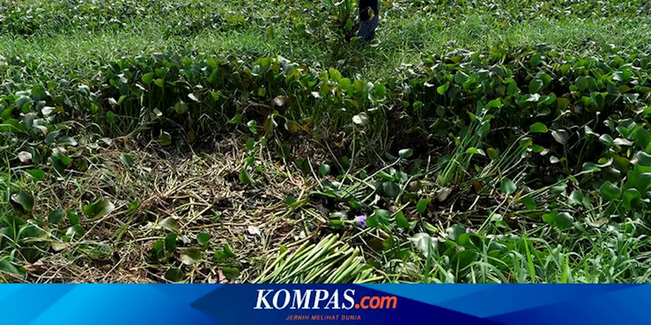 Cara Membuat Pupuk Kompos dari Limbah Eceng Gondok