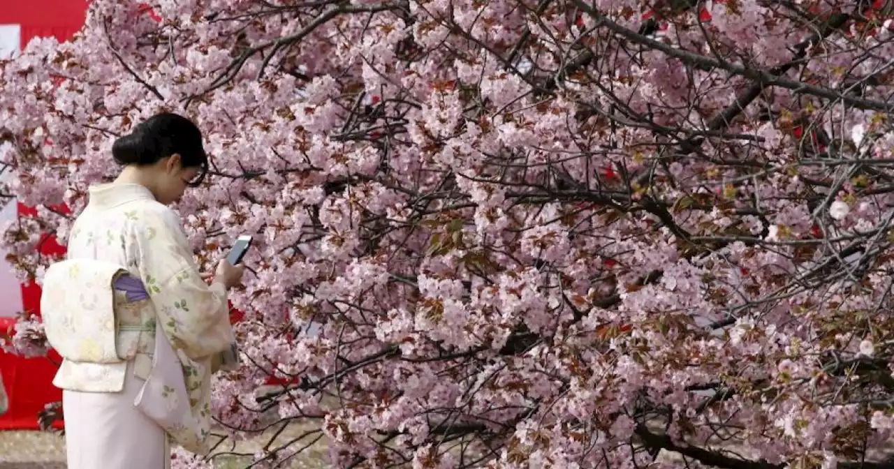 Prettier in pink: The push to remake Japan’s cherry blossom season | Malay Mail