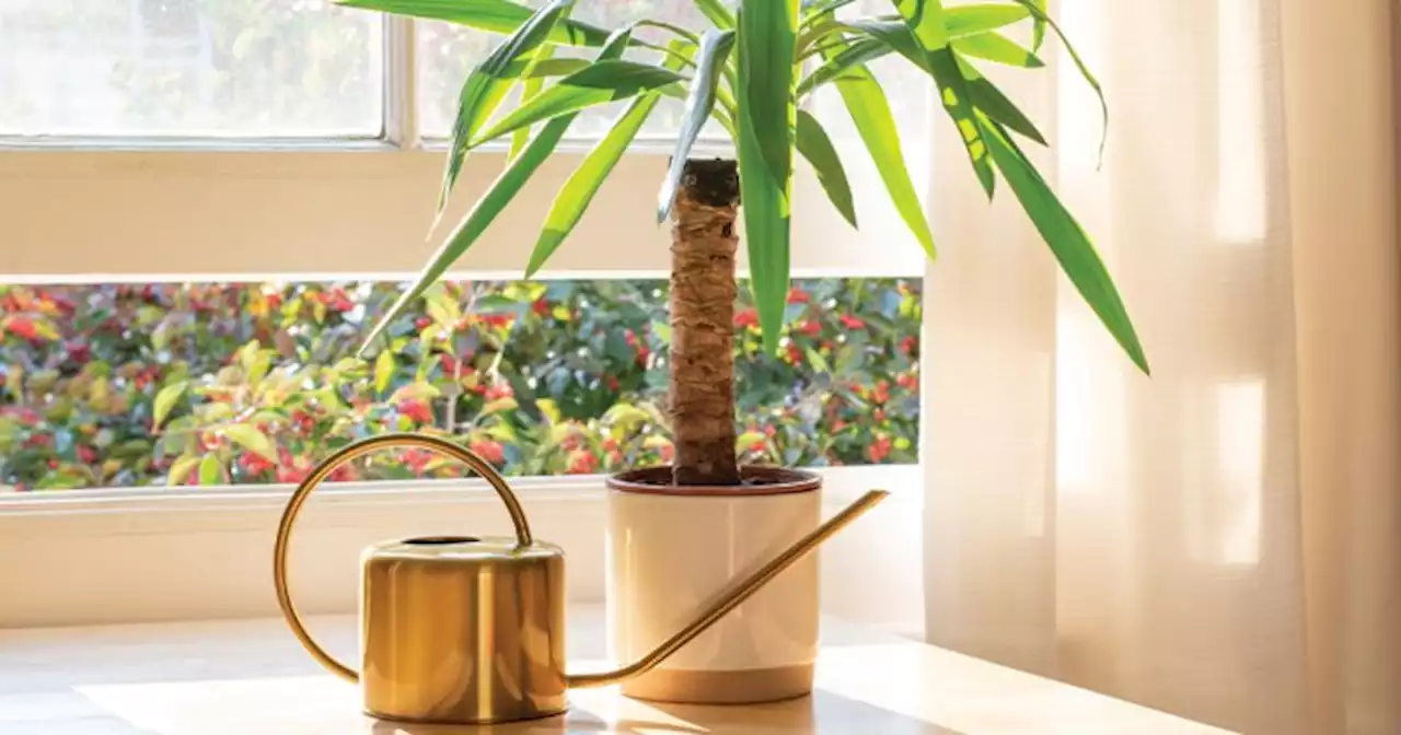 This Tropical Tree Thrives As A Houseplant: Just Be Sure To Get The Right Type