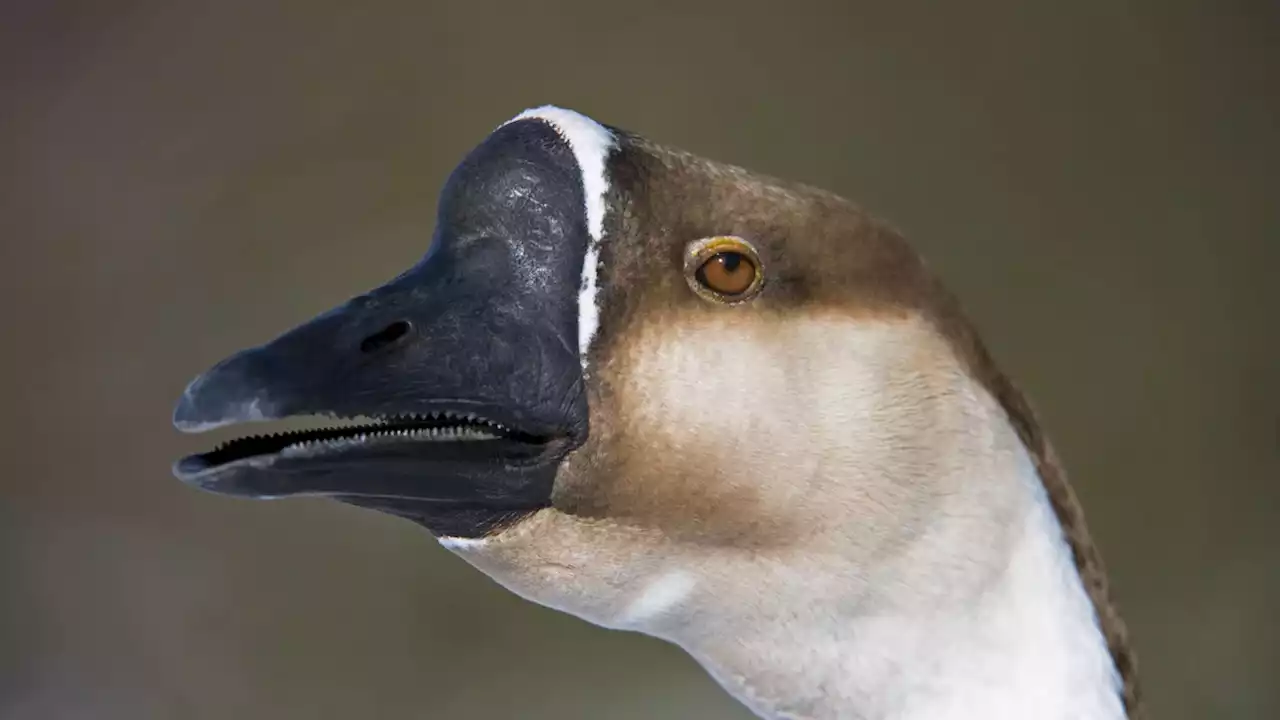 Why China is using guard geese to uphold its zero-COVID policy