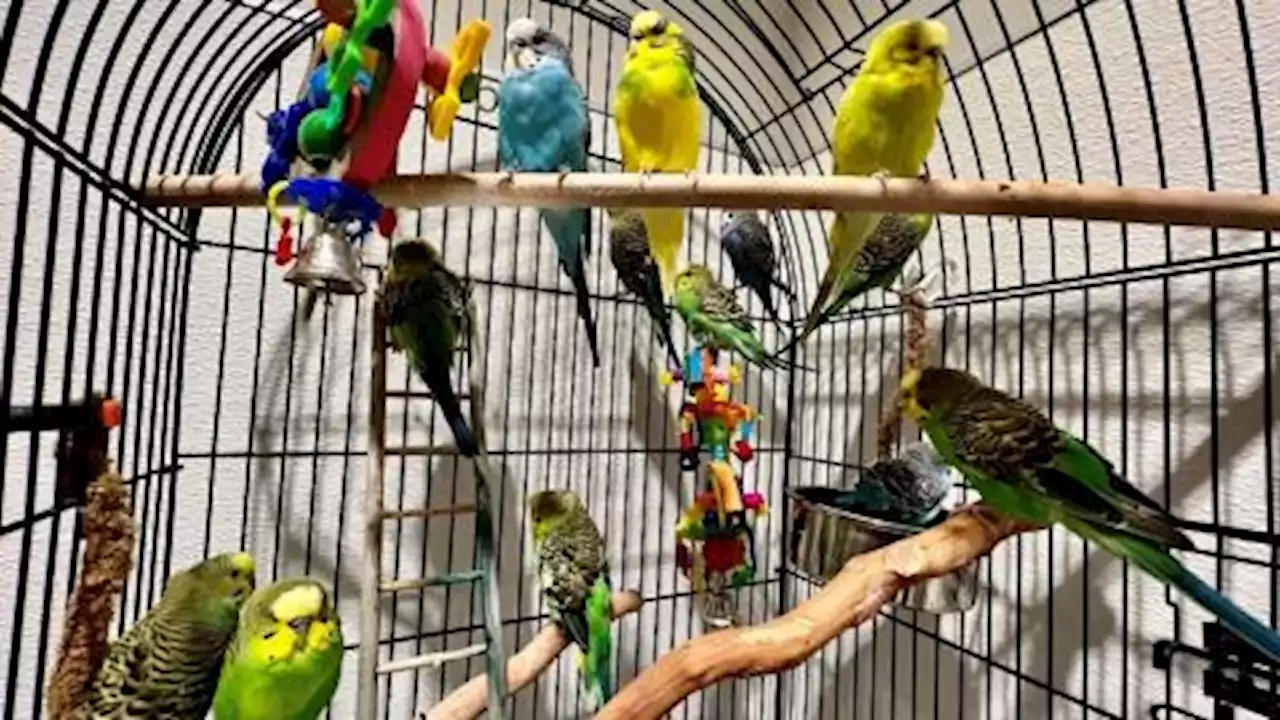 Parakeets Found Abandoned on Laguna Niguel Trail Are Adopted