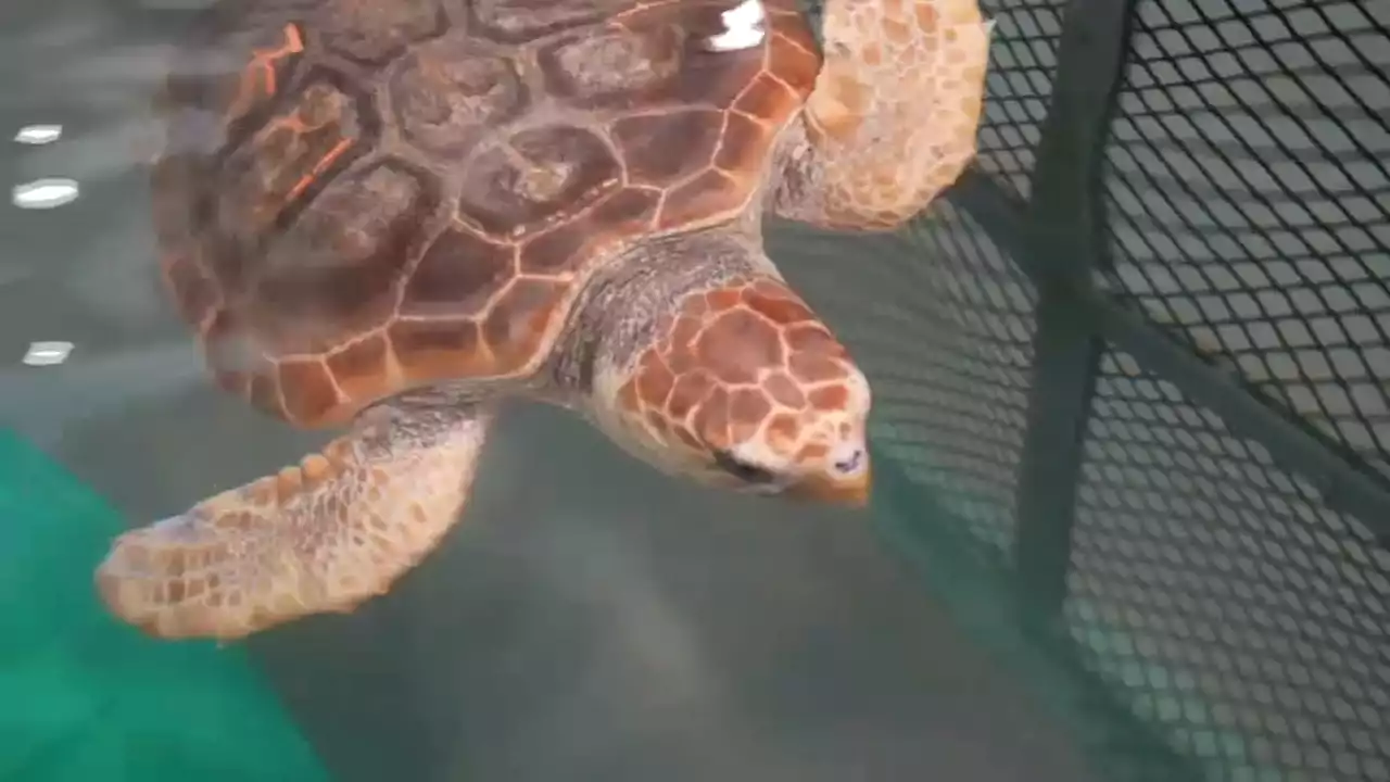 Warming Waters Raise Cape Cod Bay's Sea Turtle Population, But Many Are Sick