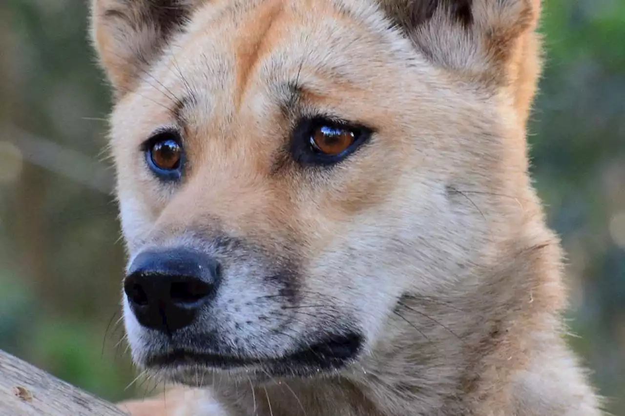 Dingo genome suggests Australian icon not descended from domestic dogs