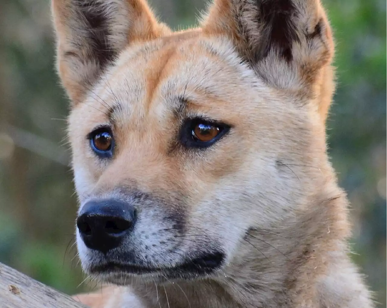 Dingoes aren't just feral dogs, says study