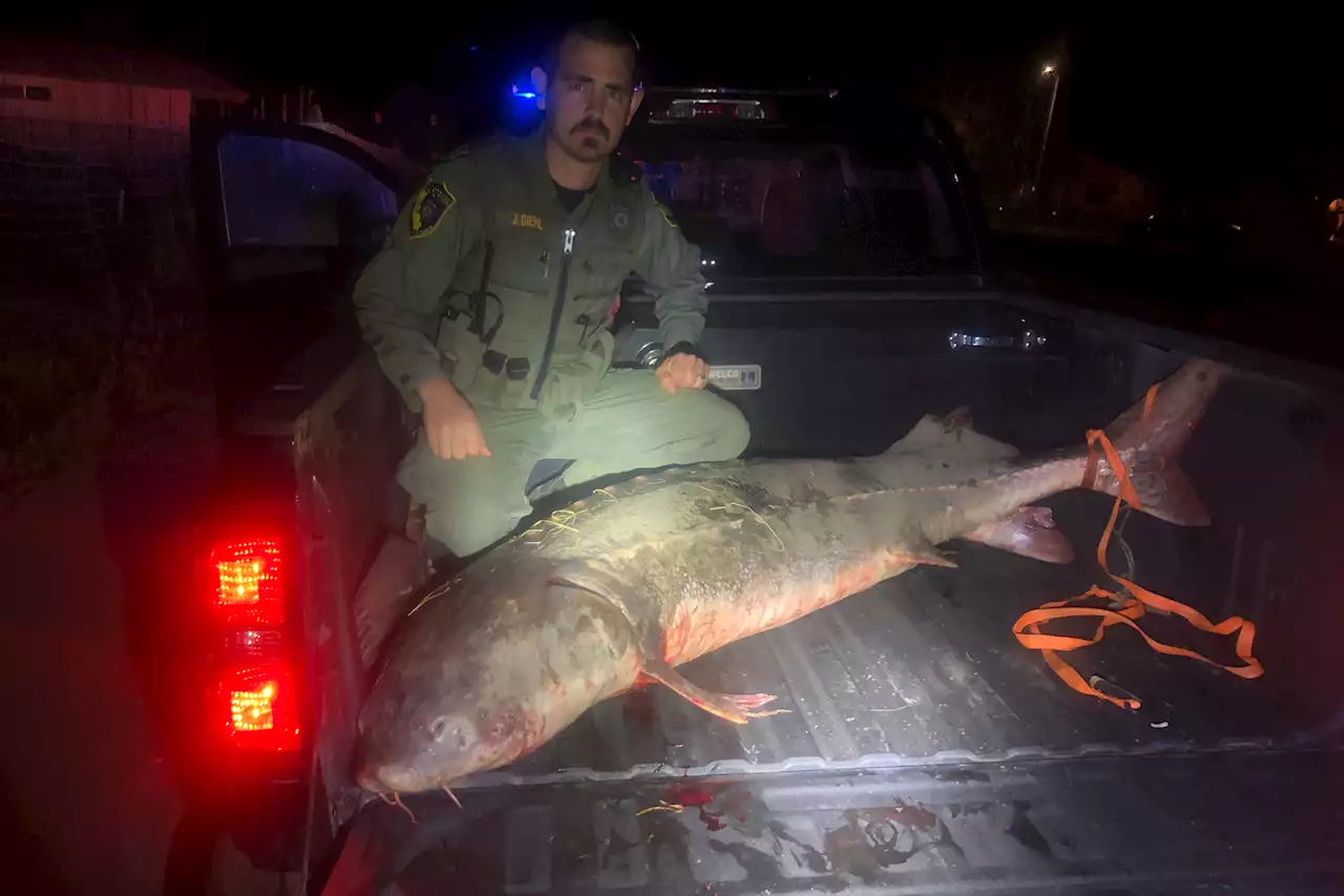 California Officers Arrest Alleged Sturgeon Poachers, Rescue Giant Fish