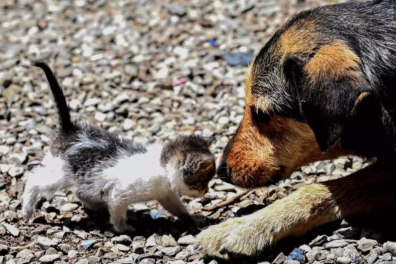 Animaux de compagnie : dois-je assurer mon chien ou mon chat ?