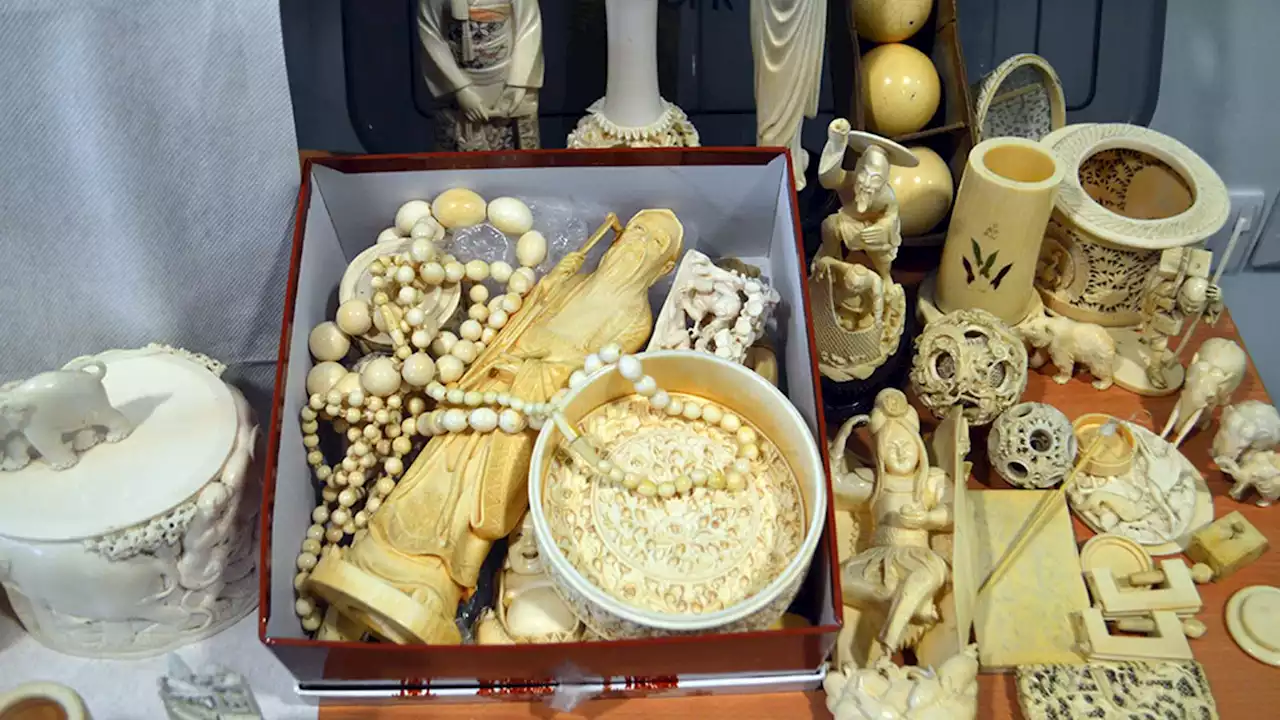 More than £60,000 seized from man who traded in illegal ivory