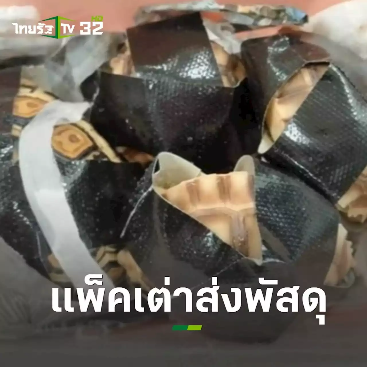 น่าสงสาร พบเต่า 34 ตัว ถูกพันเทปกาว ซุกกล่องพัสดุ เตรียมส่งออกนอกประเทศ