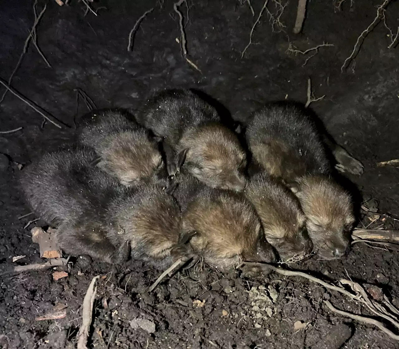 Birth of six endangered red wolves has their advocates howling for joy