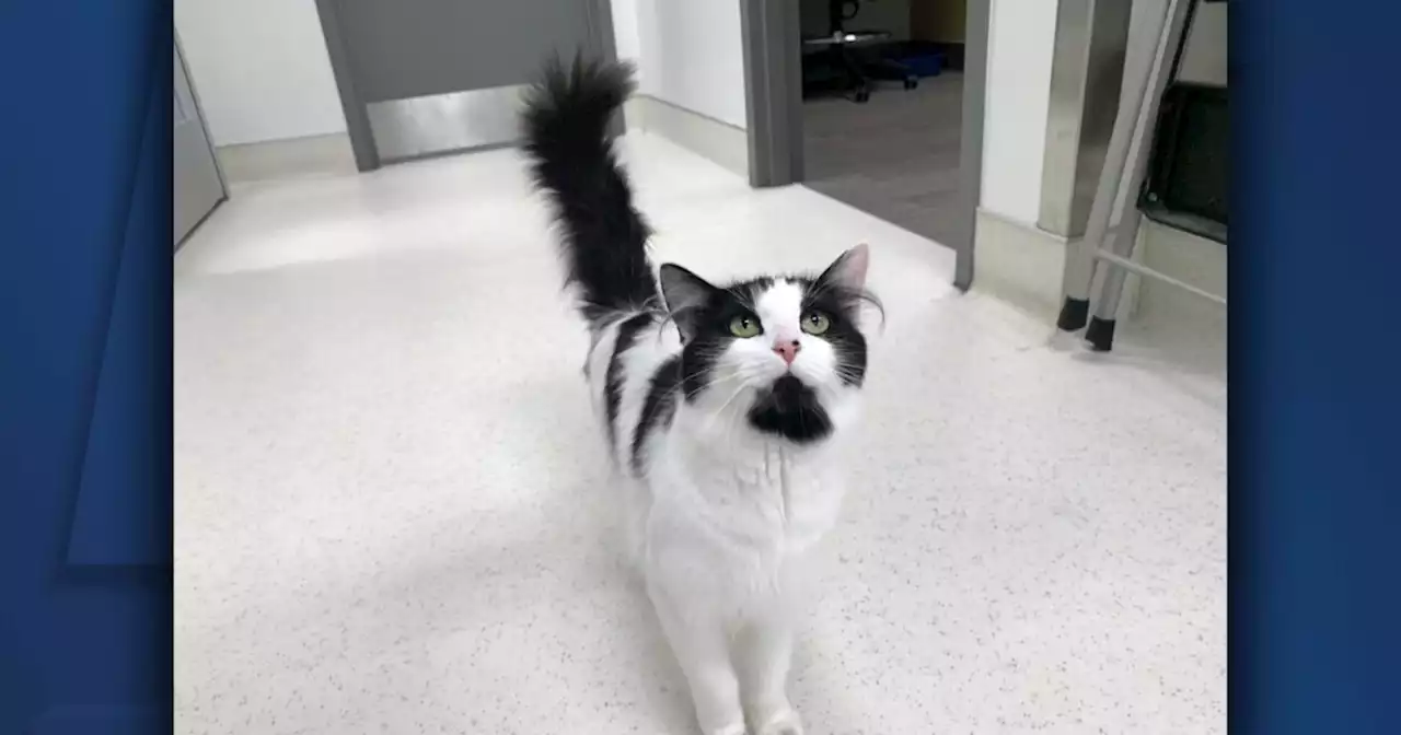 Cleveland APL Pet of the Weekend: An affectionate cat named Karen